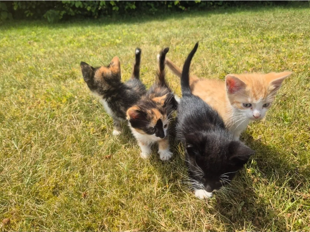 Beautiful Kittens - Image 4
