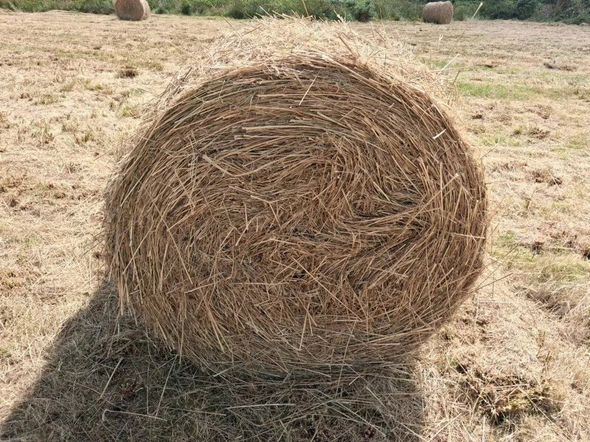 Grassy rushes for bedding - Image 3
