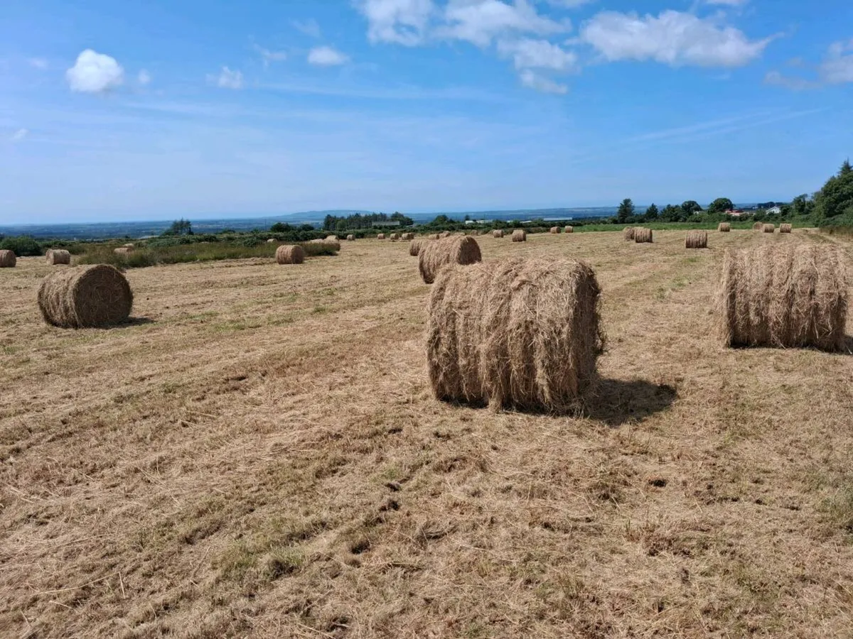 Grassy rushes for bedding - Image 1