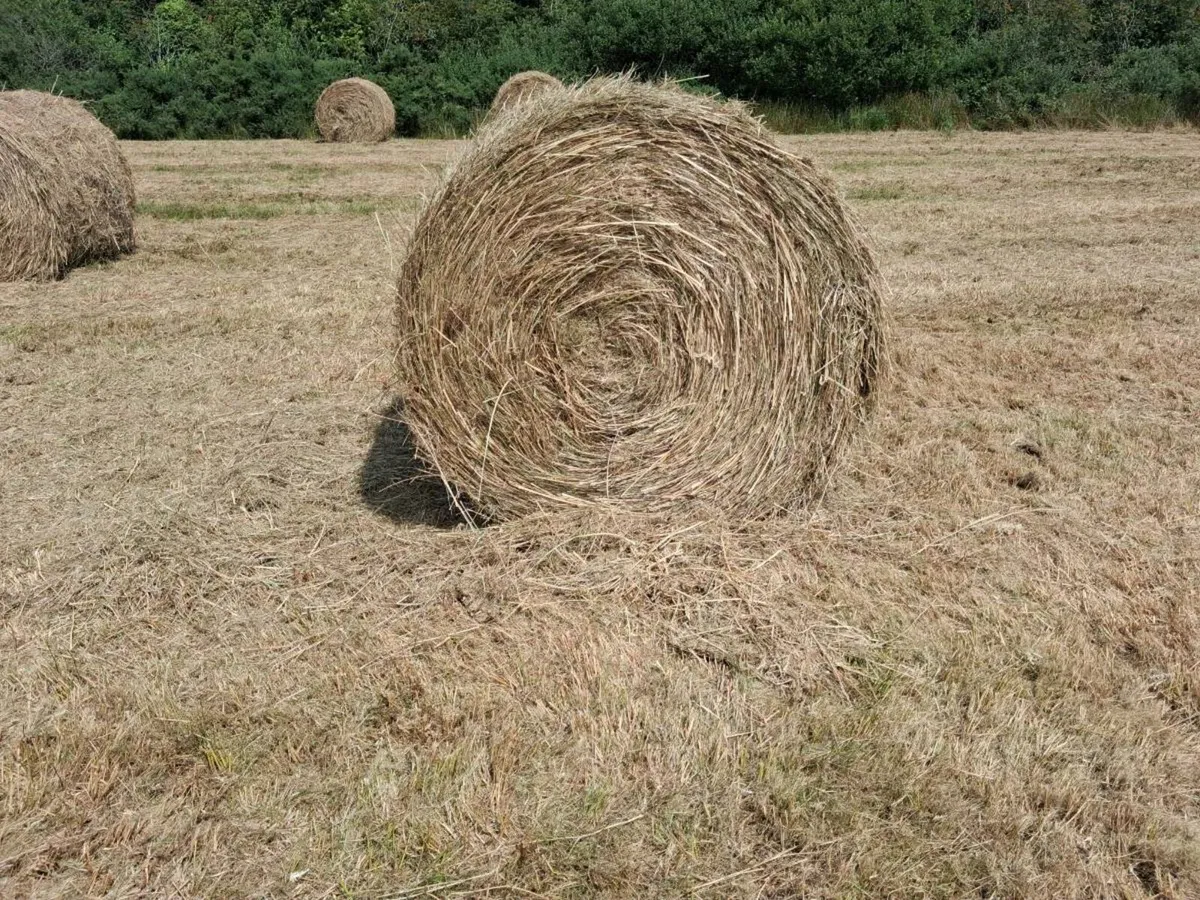 Grassy rushes for bedding - Image 2