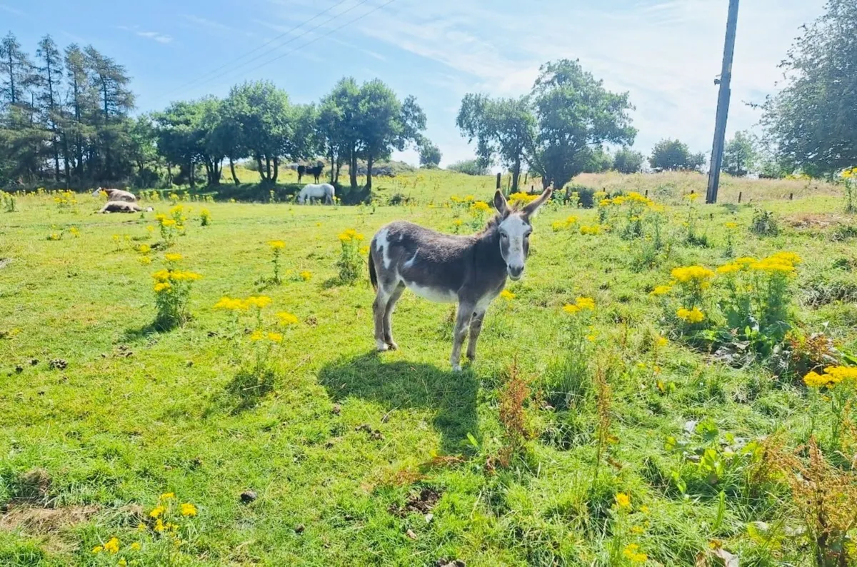 Donkey - Image 3