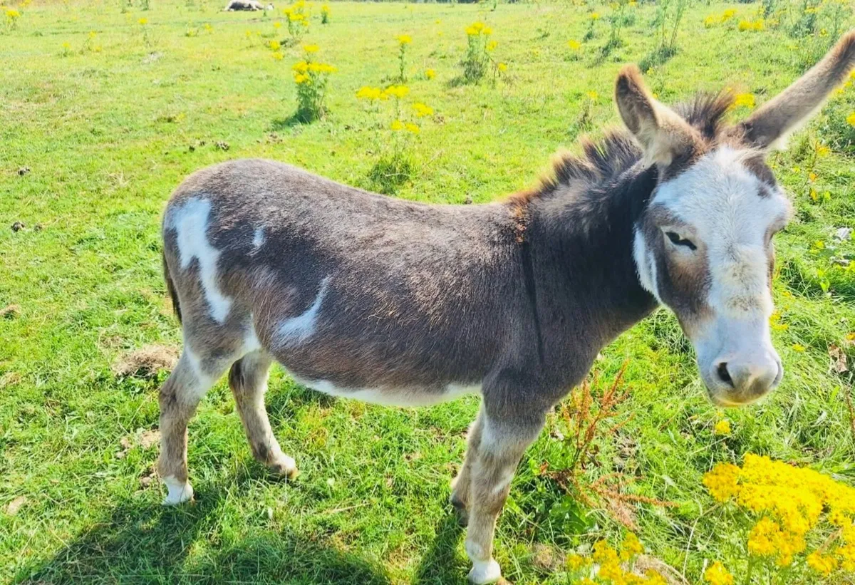 Donkey - Image 4