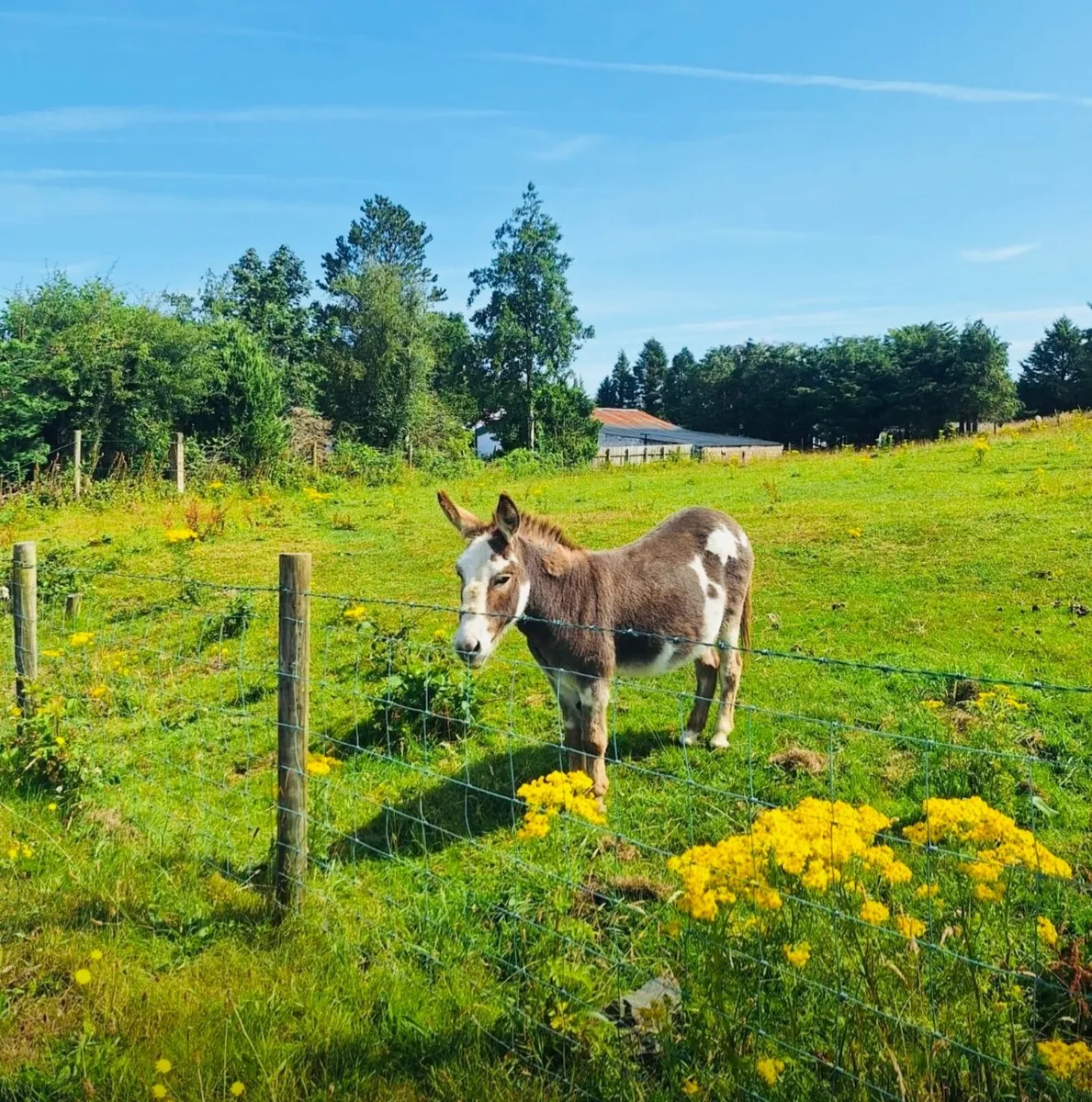 Donkey - Image 1