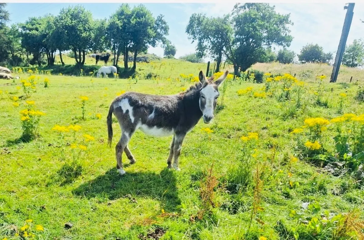 Donkey - Image 2