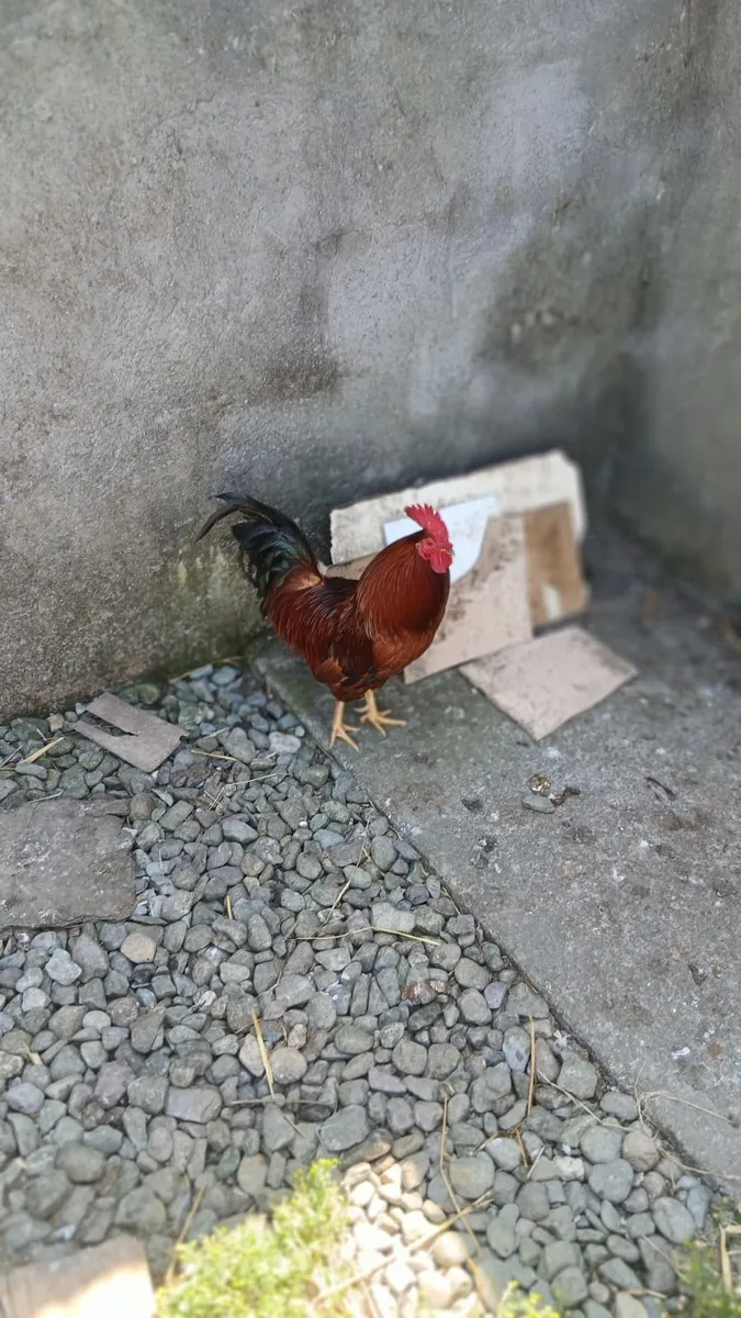 poultry