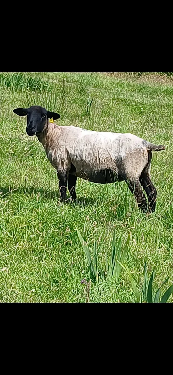 Quality Ewe Hoggets - Image 1
