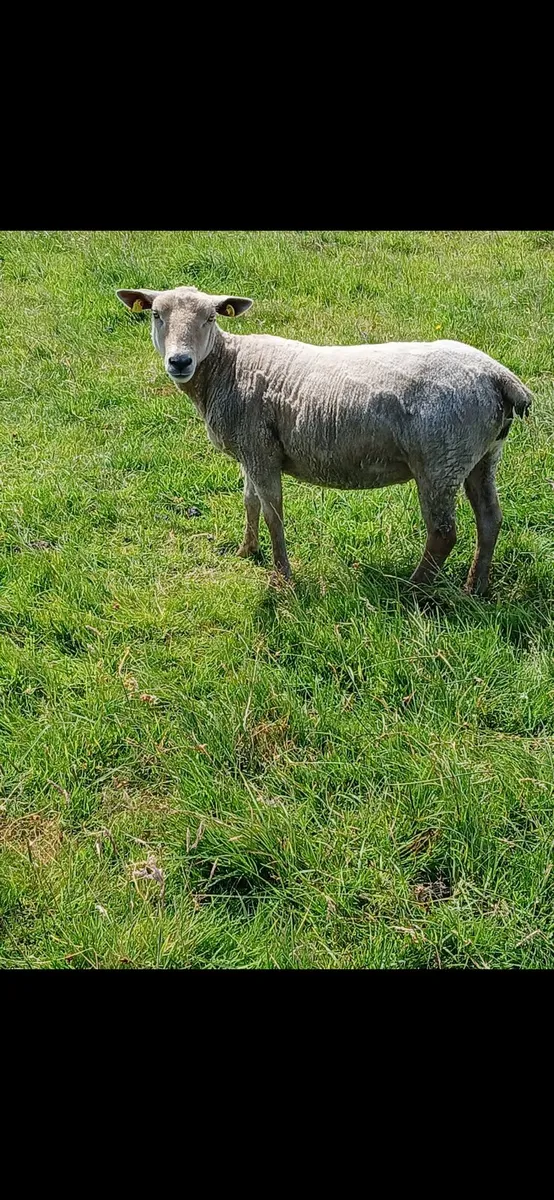 Quality Ewe Hoggets - Image 2