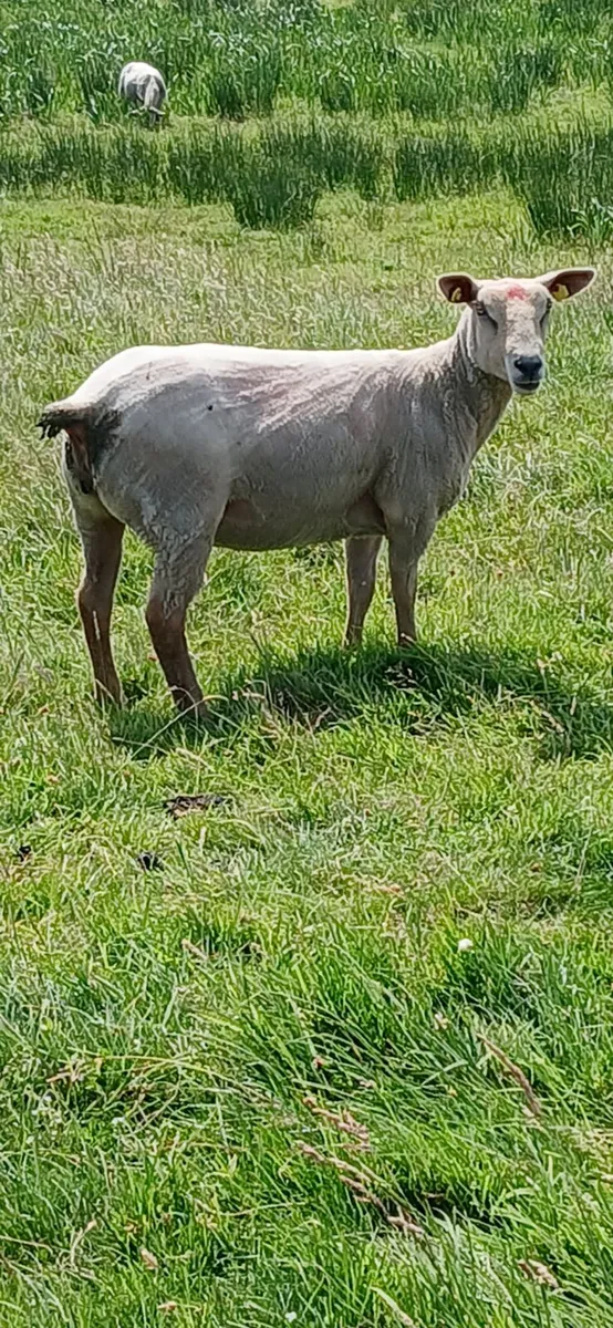 Quality Ewe Hoggets - Image 3