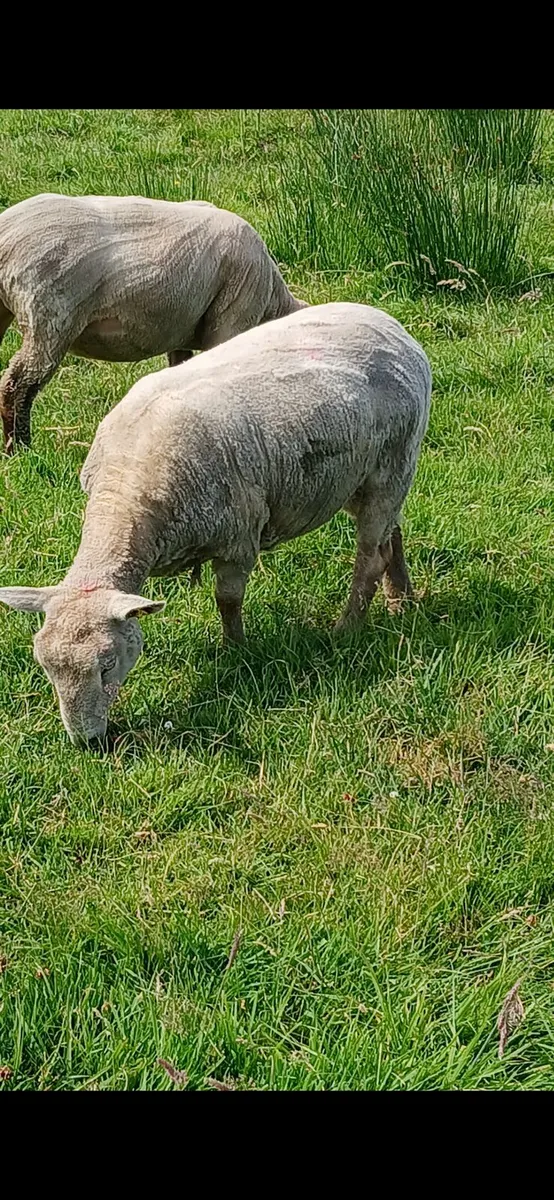 Quality Ewe Hoggets - Image 4