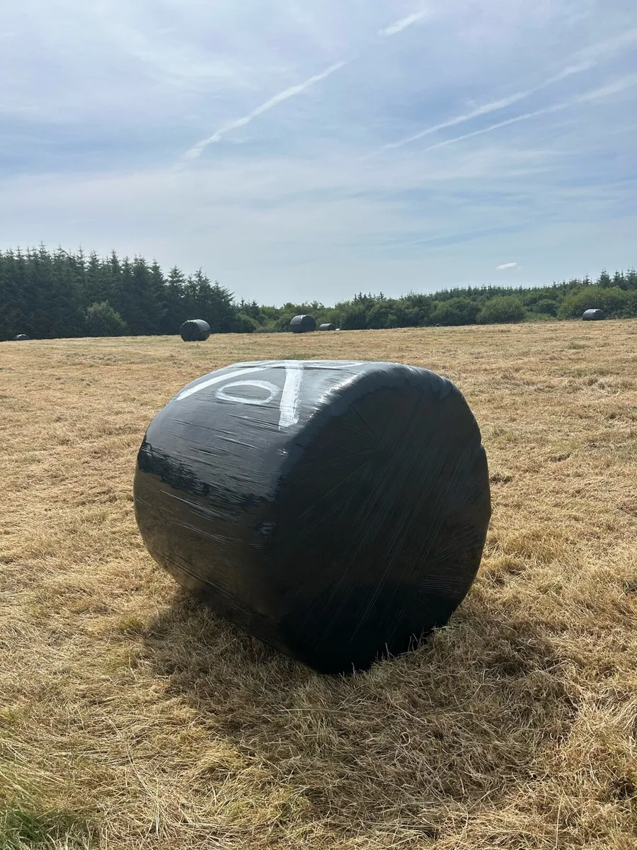 Haylage - Image 1