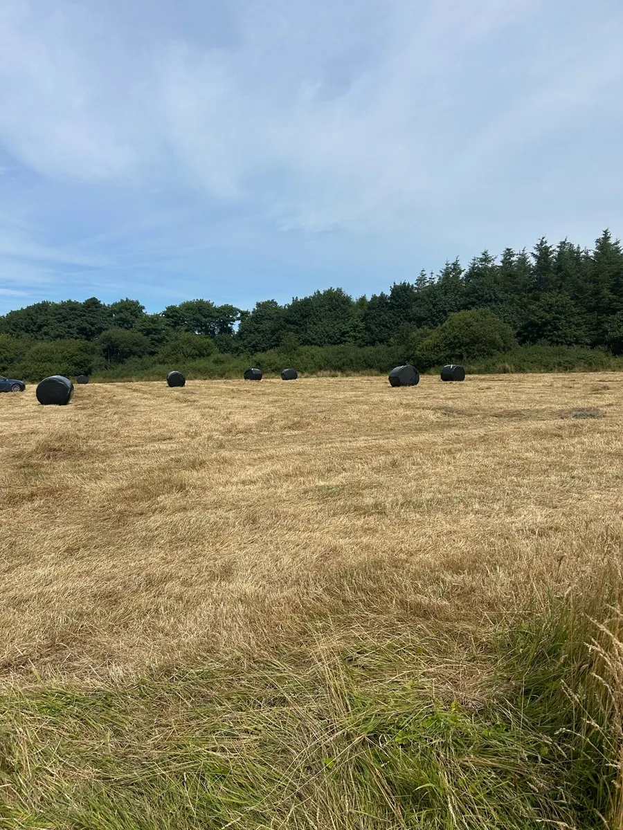 Haylage - Image 2