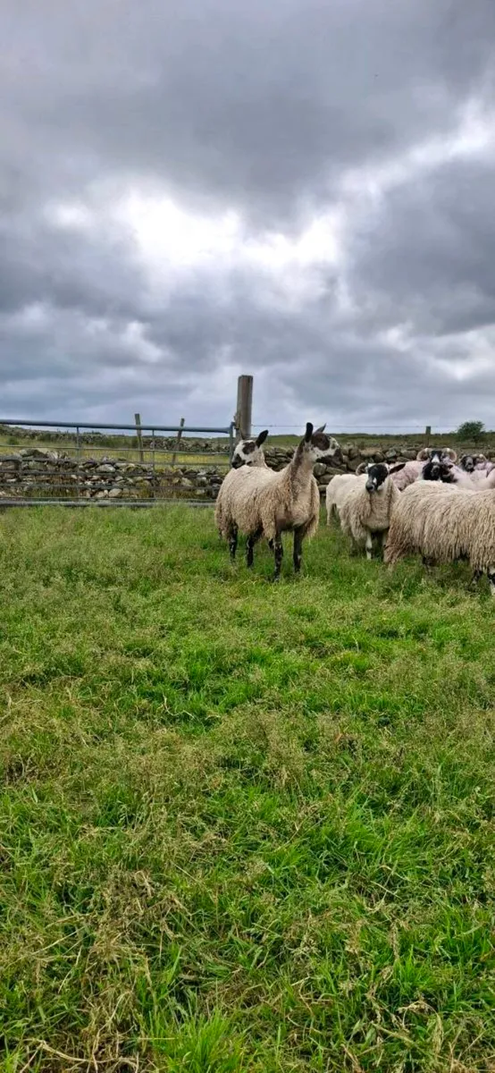 MAYO / LANARK HOGGETS  REQUIRED - Image 3