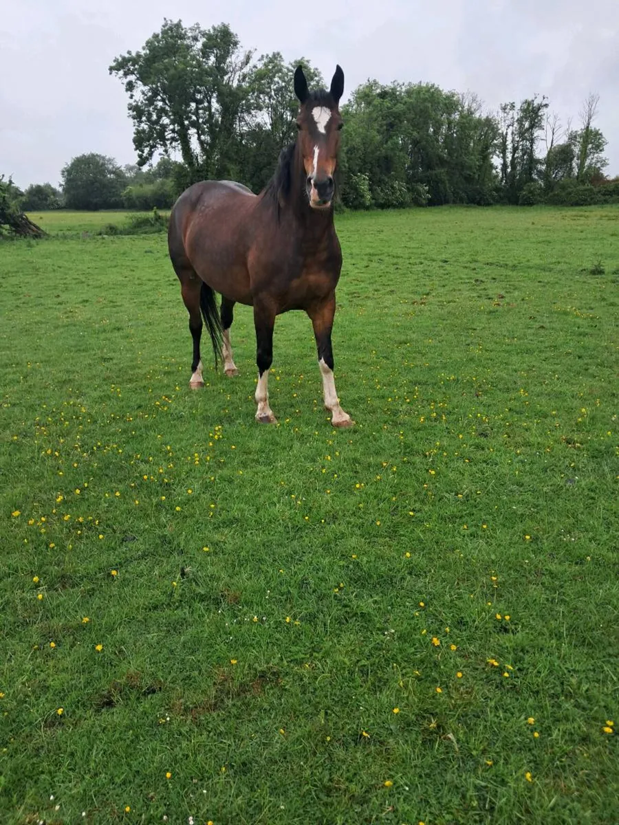 5yr old filly - Image 1