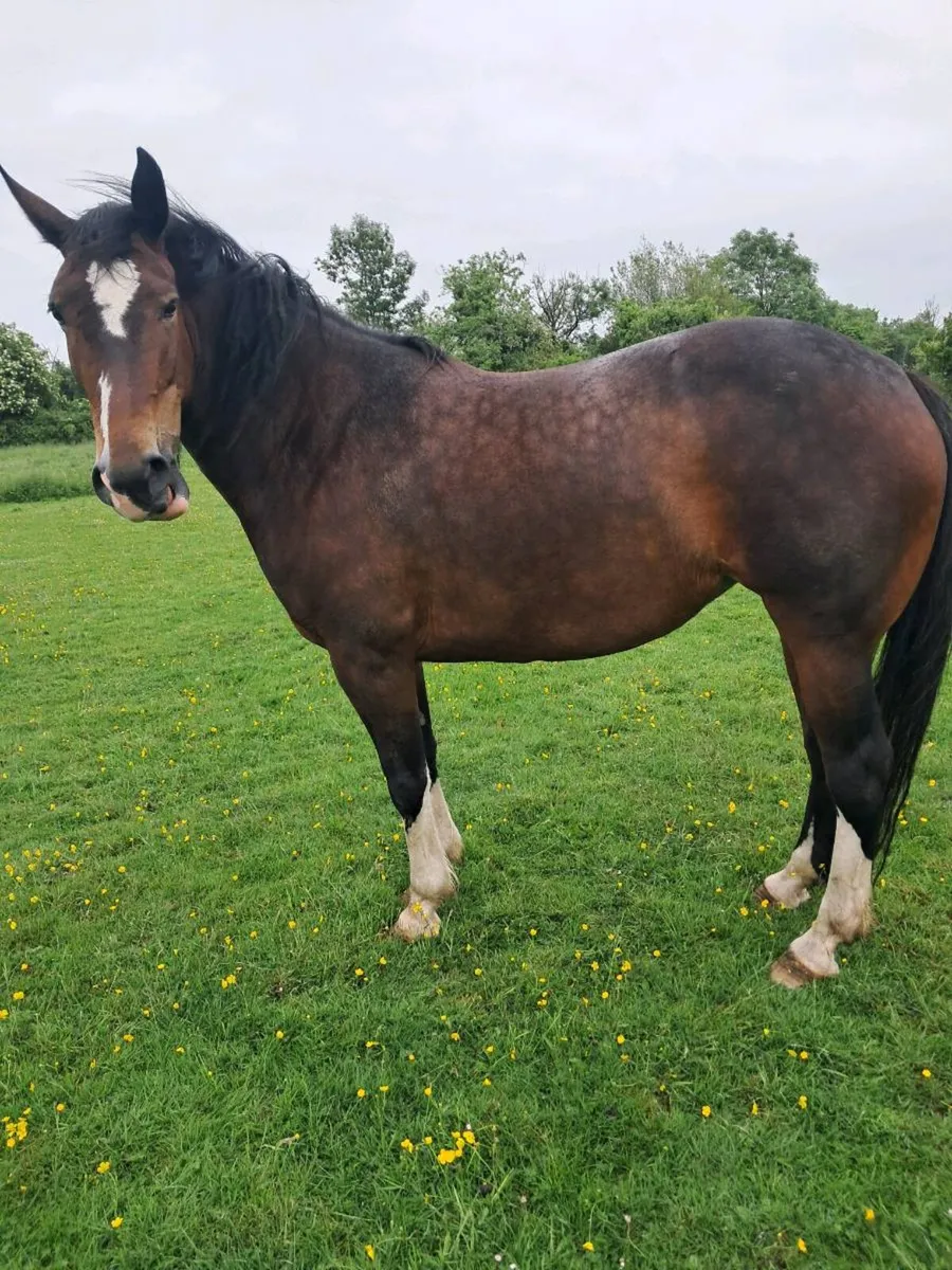 5yr old filly - Image 2