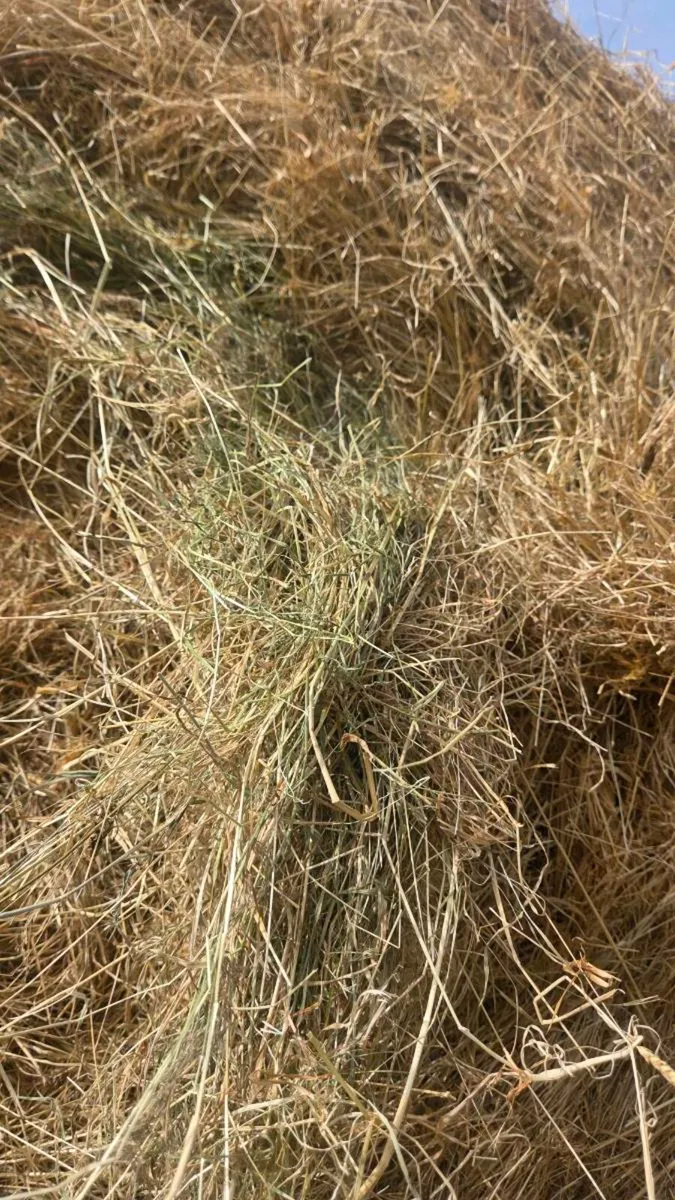 Chemical free Hay for sale - Image 2