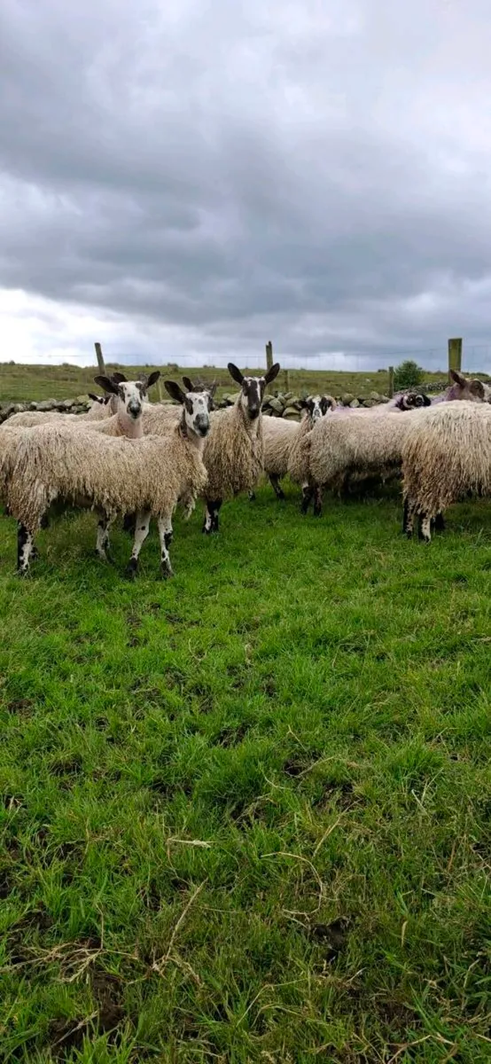 MAYO / LANARK HOGGETS  REQUIRED - Image 1