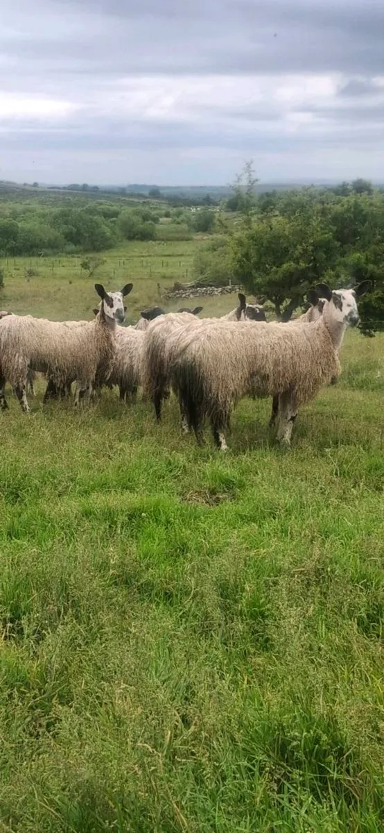 MAYO / LANARK HOGGETS  REQUIRED - Image 4