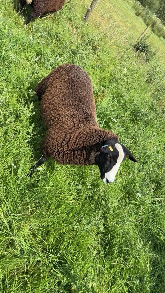 PBR Zwarbtles ewe lambs - Image 1