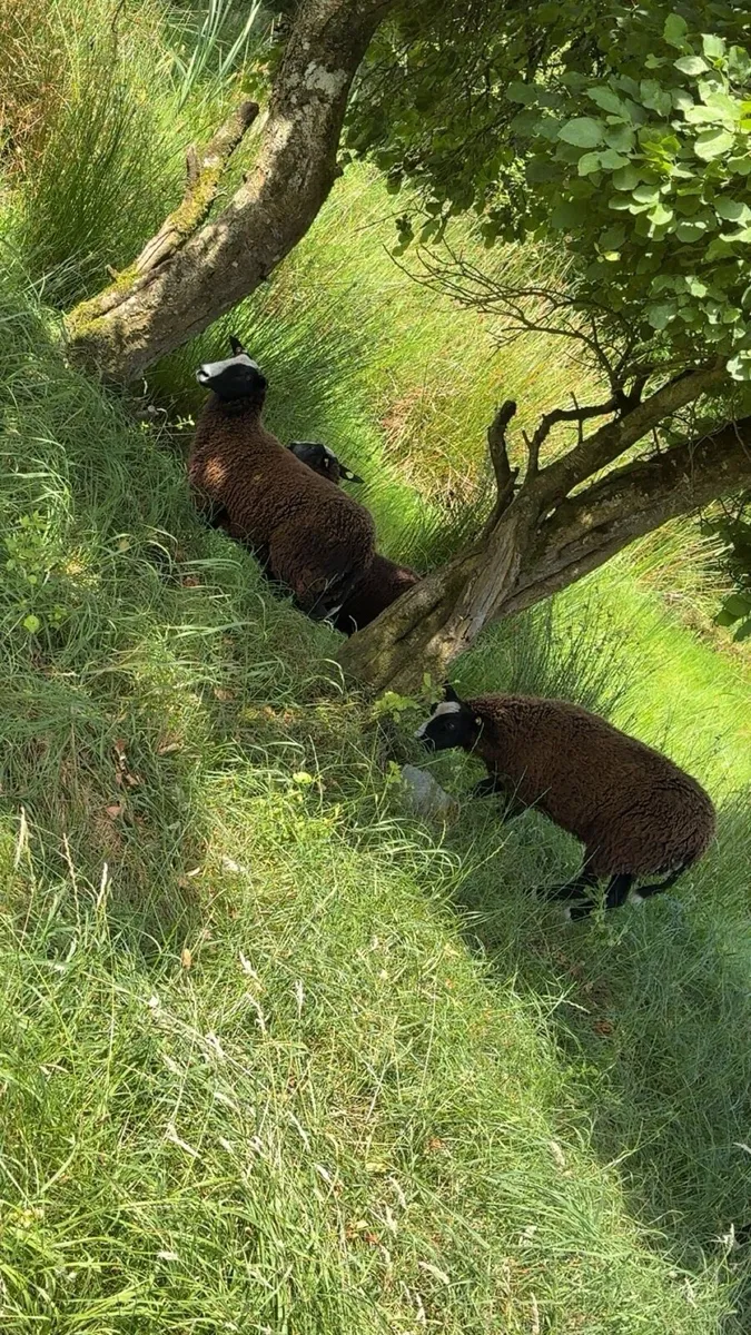 PBR Zwarbtles ewe lambs - Image 2