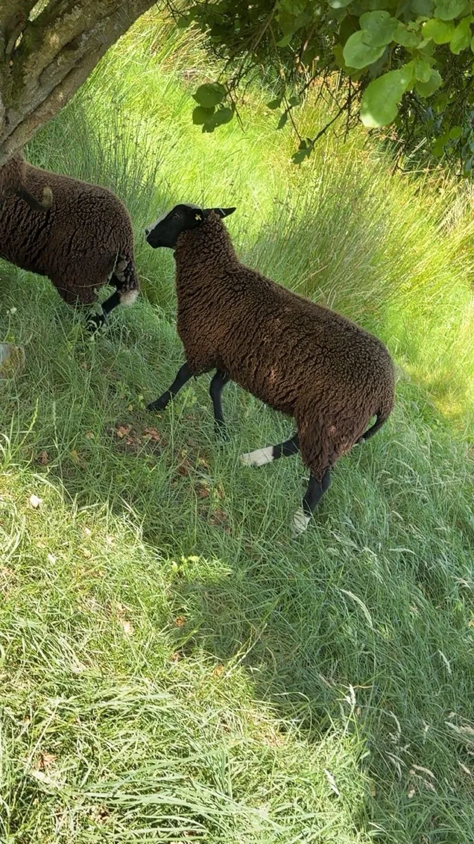 PBR Zwarbtles ewe lambs - Image 3