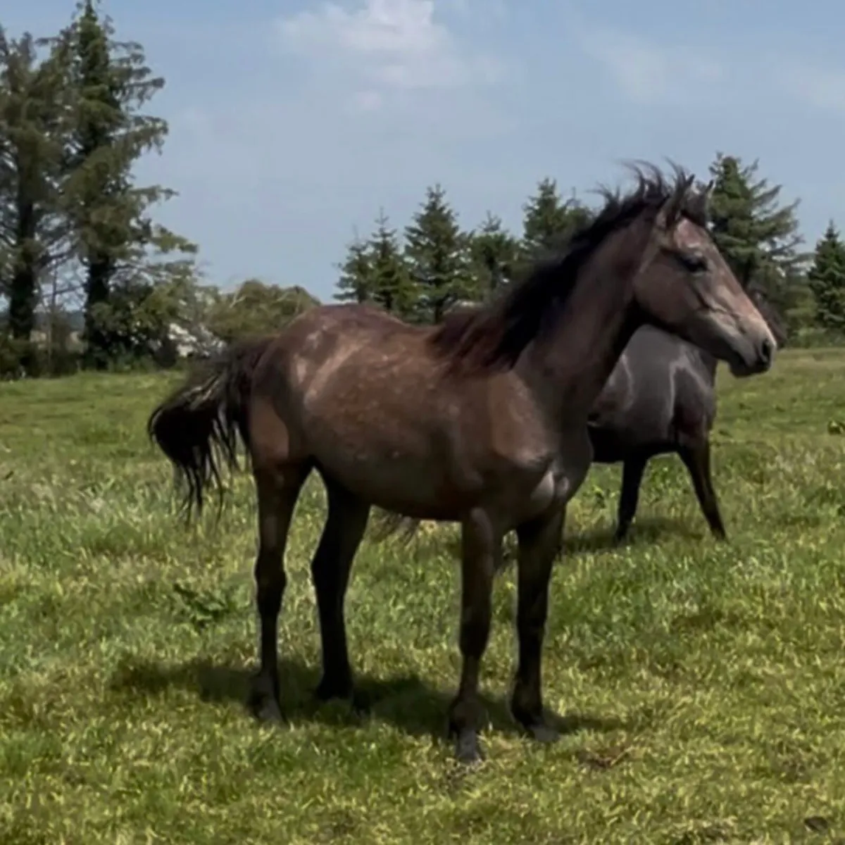 Two Connemara yearling Fillies - Image 1