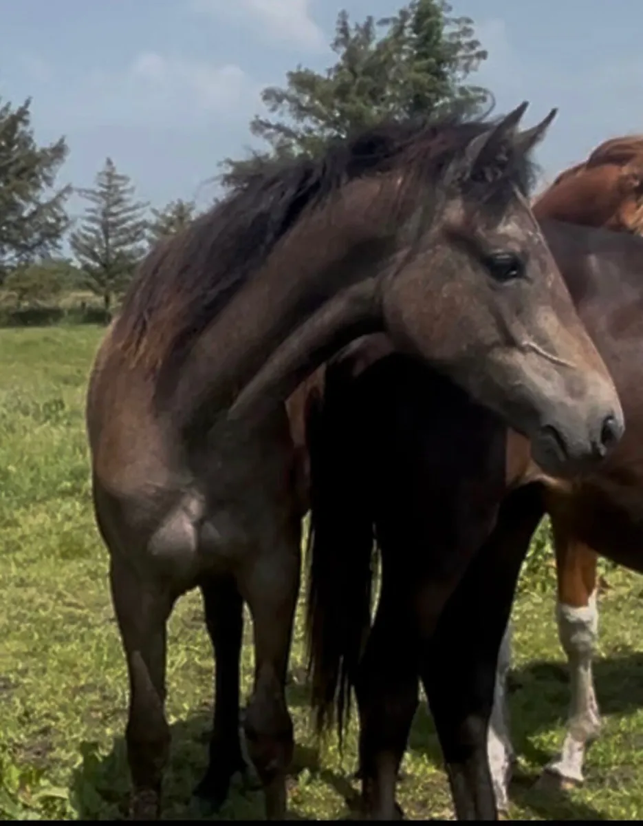 Two Connemara yearling Fillies - Image 2