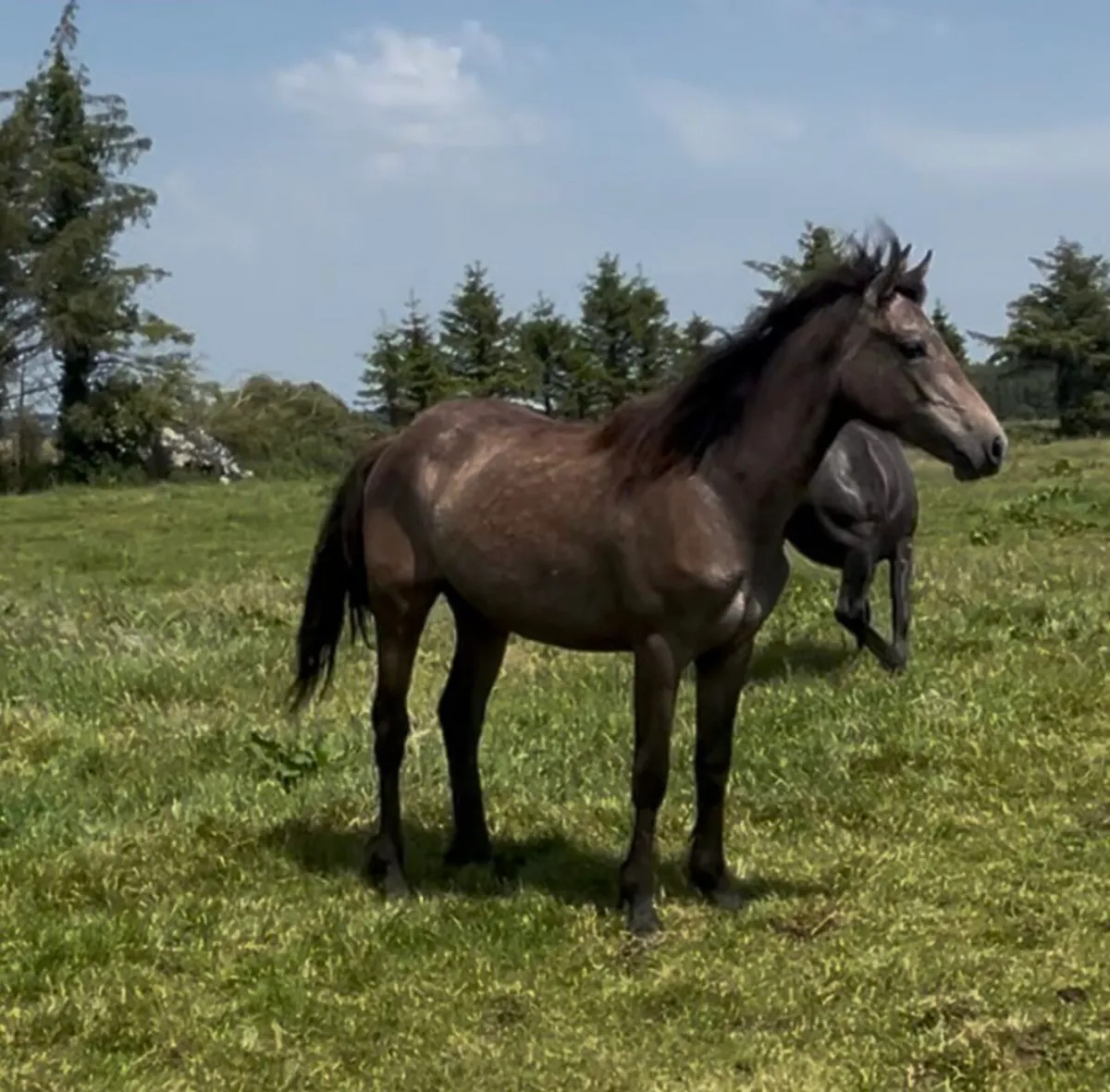 Two Connemara yearling Fillies - Image 3