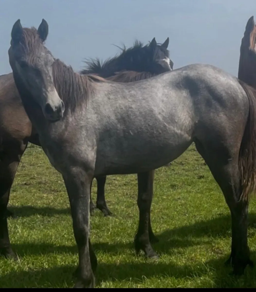 Two Connemara yearling Fillies - Image 4