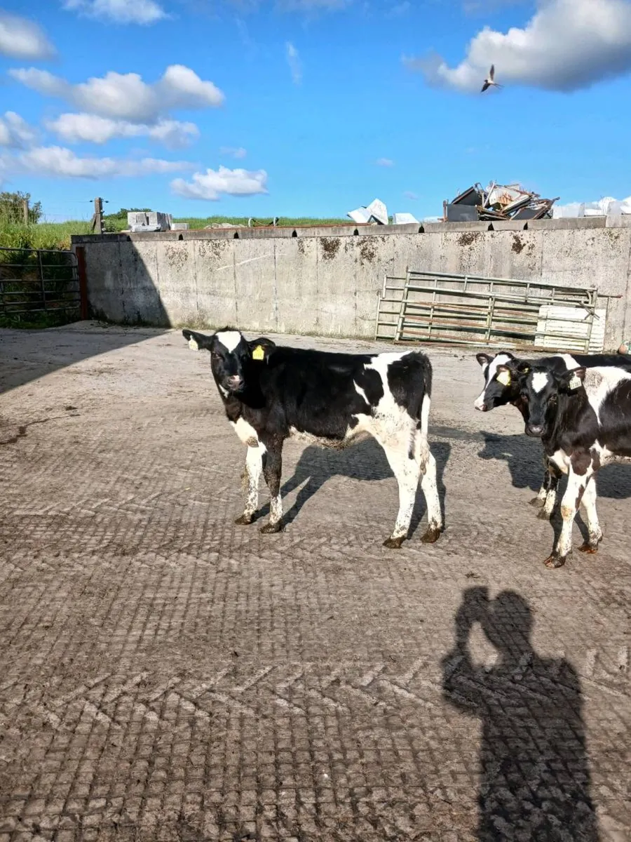 Freisain heifier calves 6mts old - Image 1