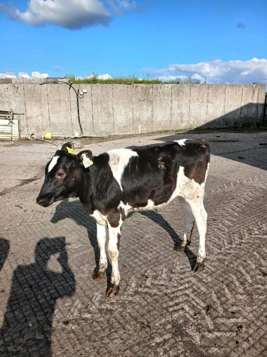 Freisain heifier calves 6mts old - Image 2