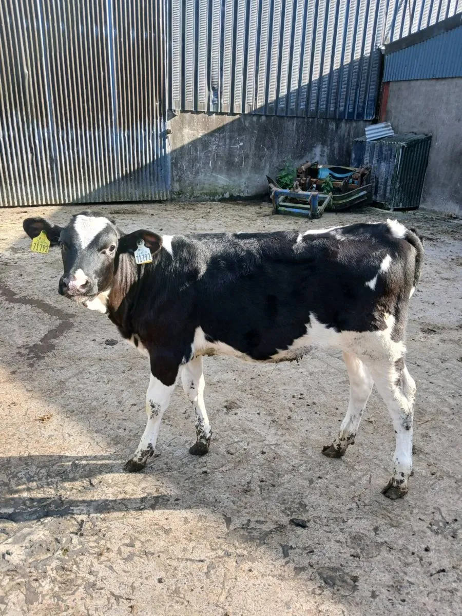 Freisain heifier calves 6mts old - Image 3