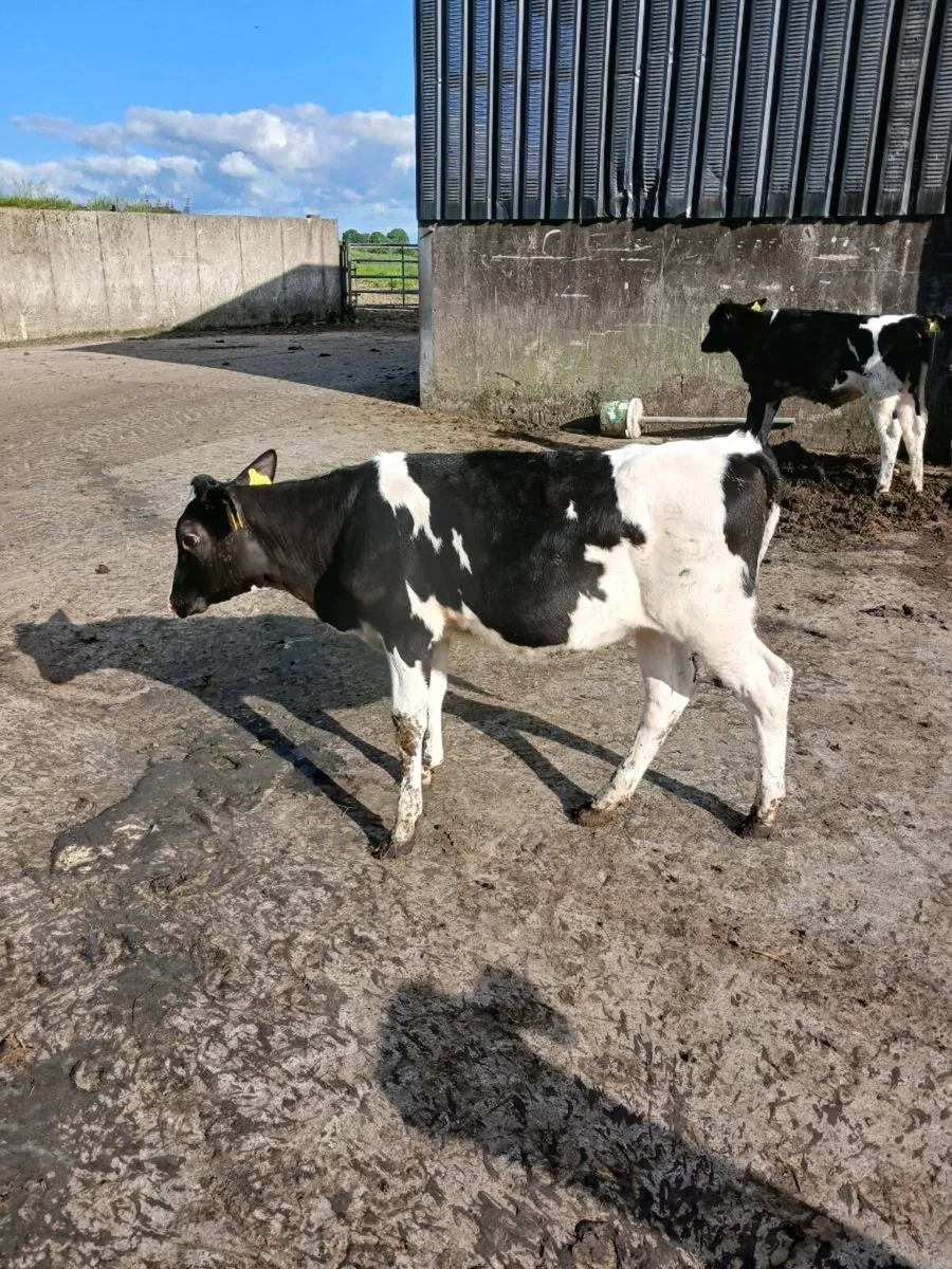 Freisain heifier calves 6mts old - Image 4