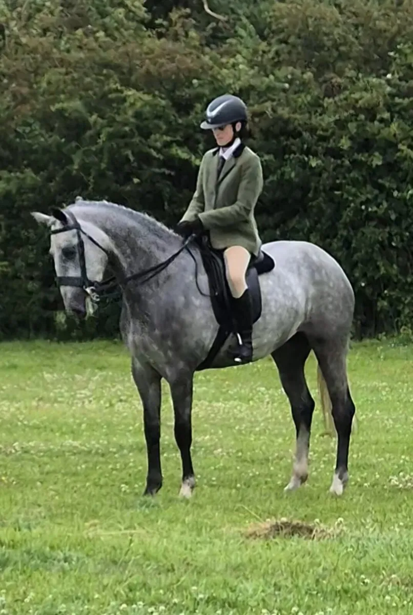 15.2 irish draught - Image 1