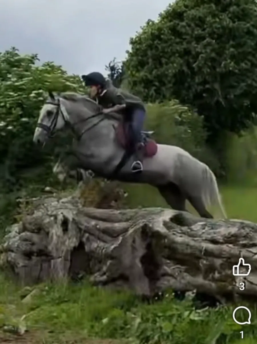 15.2 irish draught - Image 2