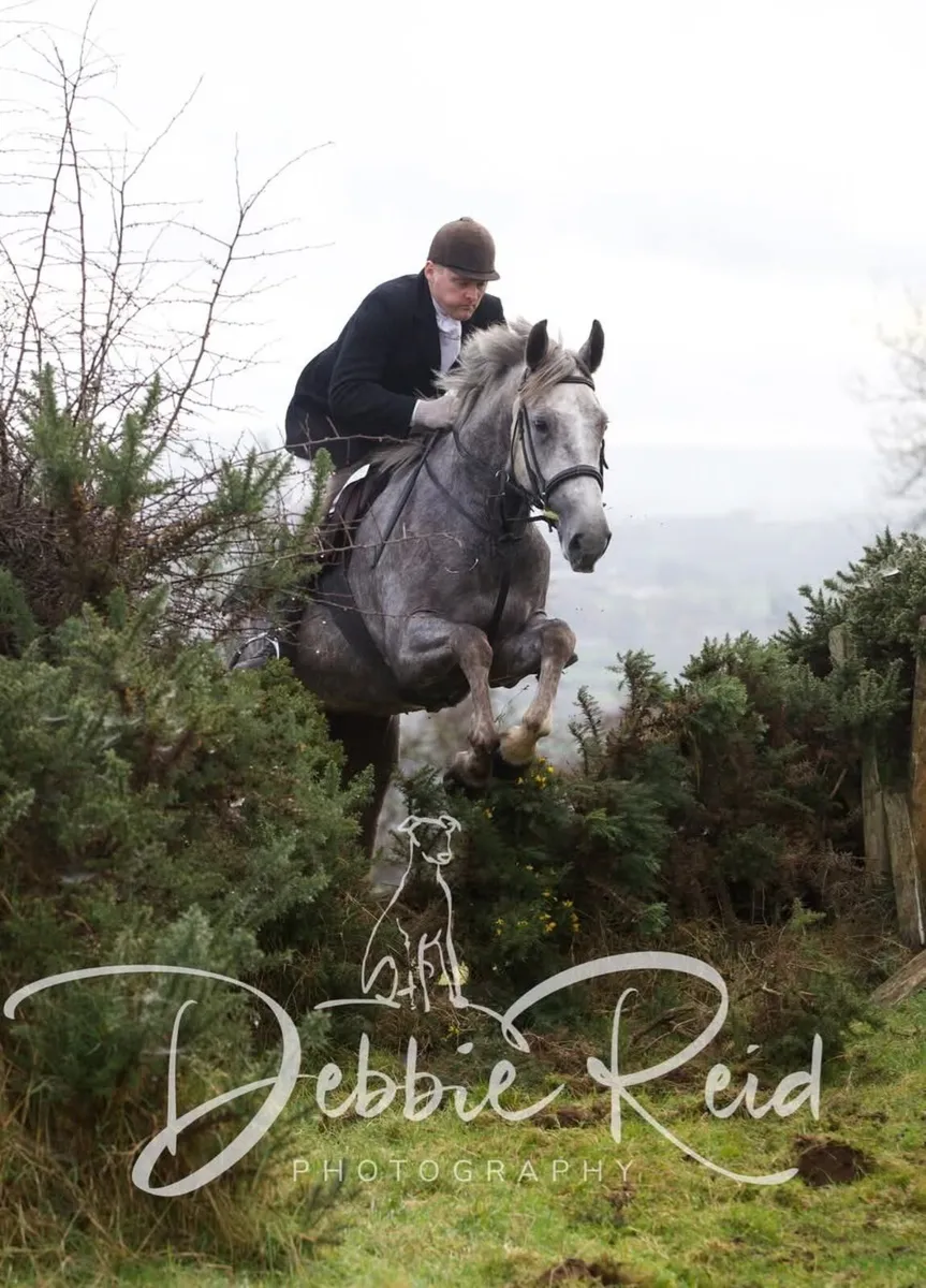 15.2 irish draught - Image 3