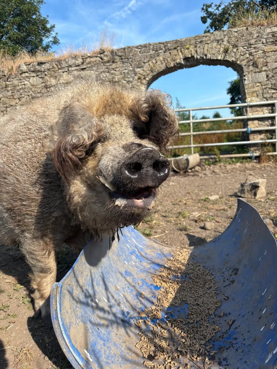 Pigs - Image 1