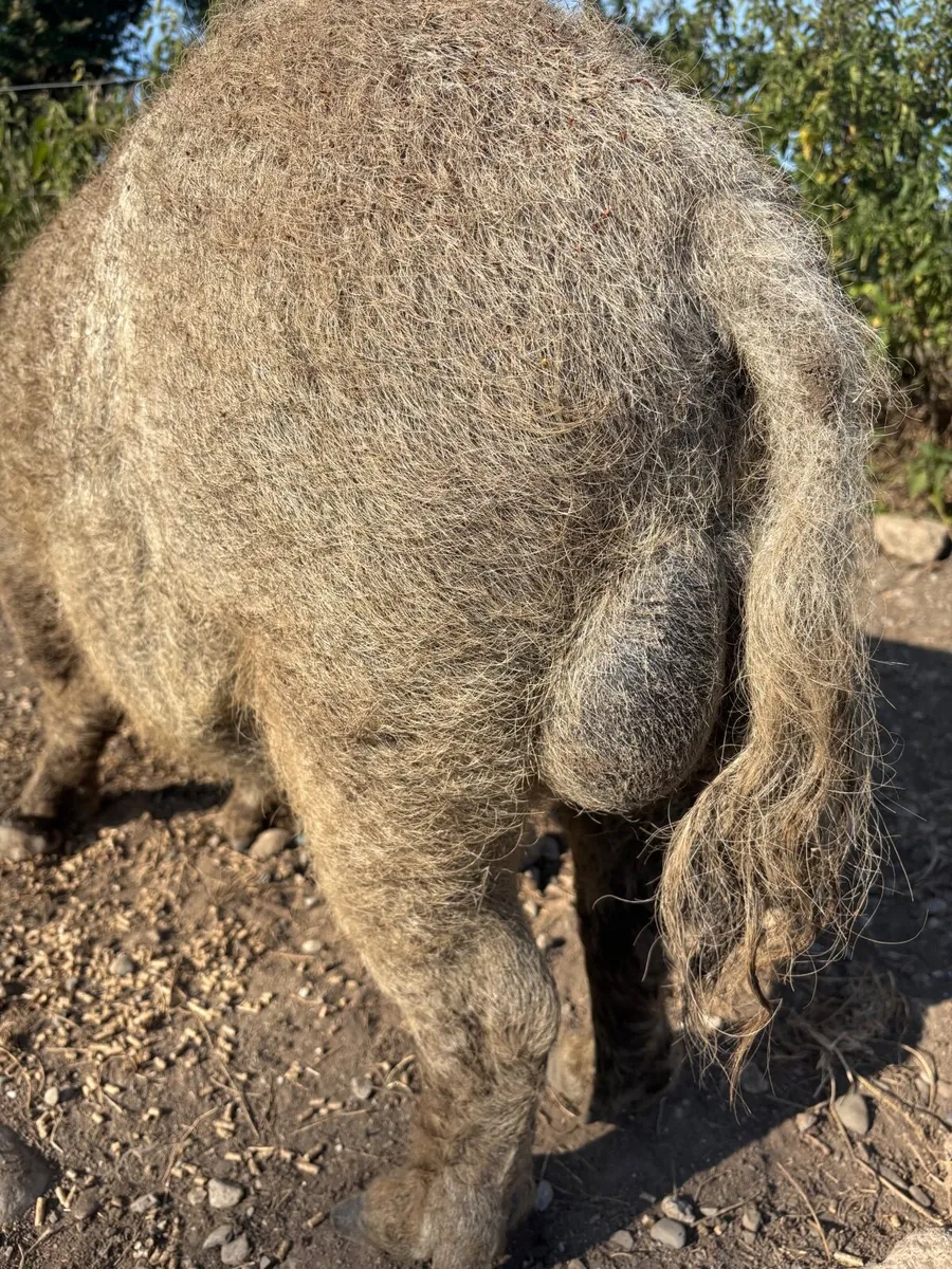 Pigs - Image 2