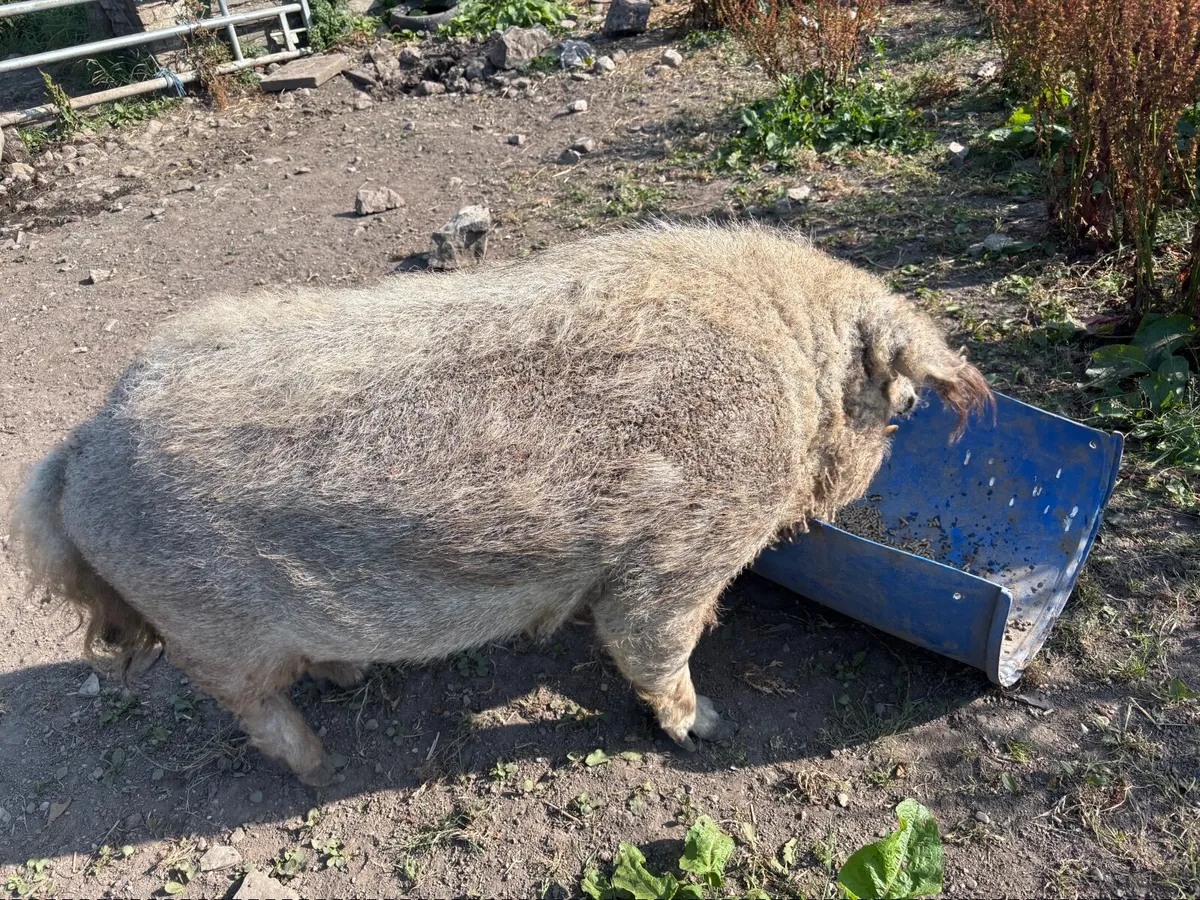 Pigs - Image 3
