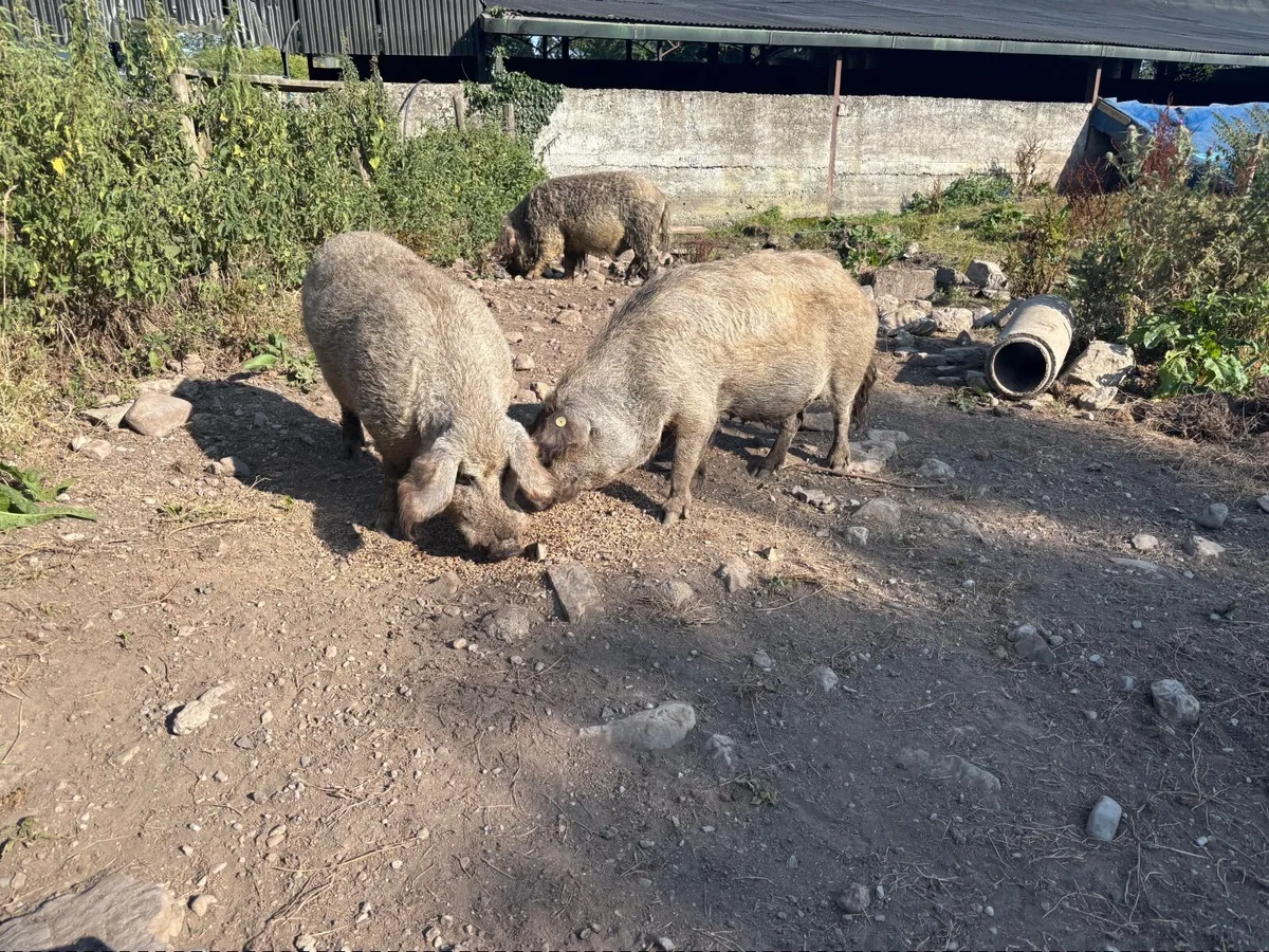 Pigs - Image 4