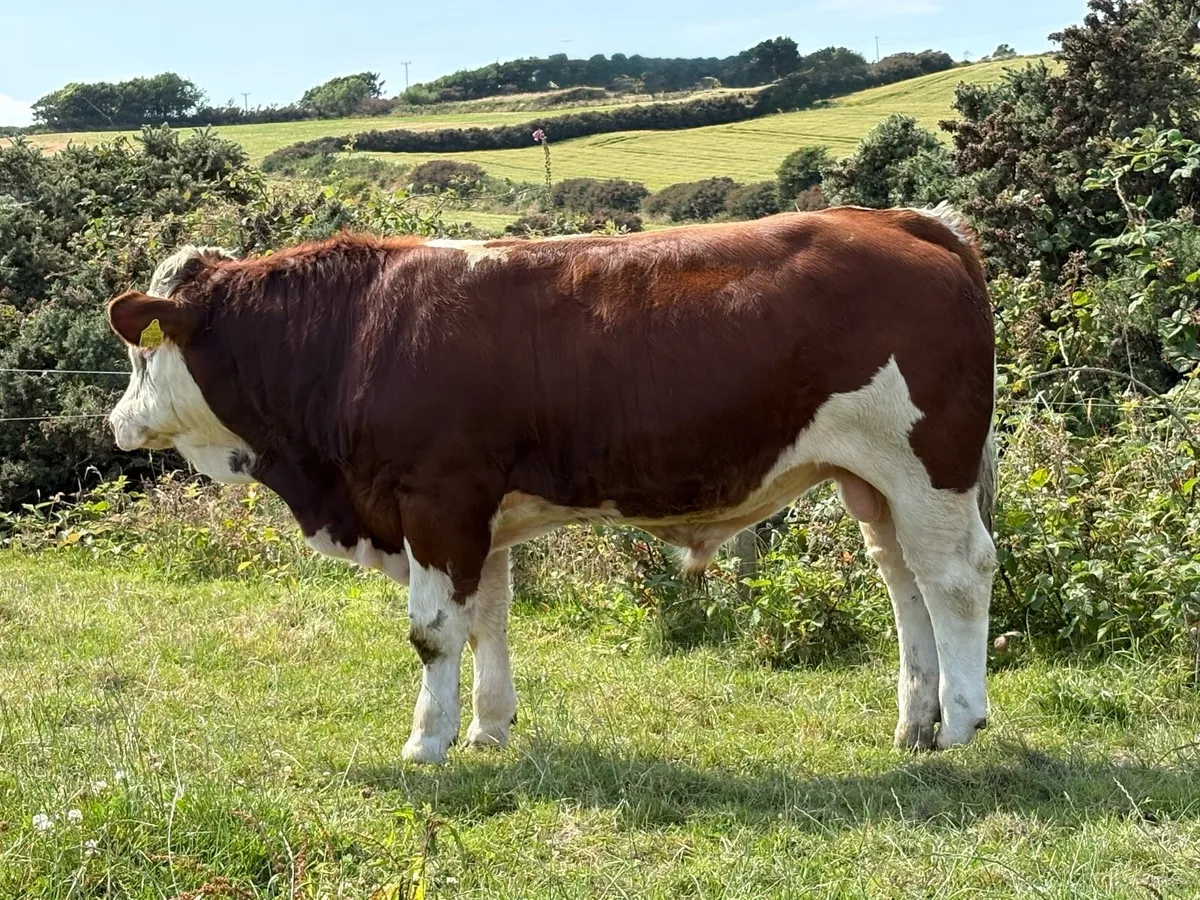 Simmental Bulls - Image 2
