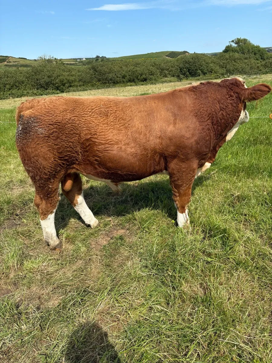 Simmental Bulls - Image 3