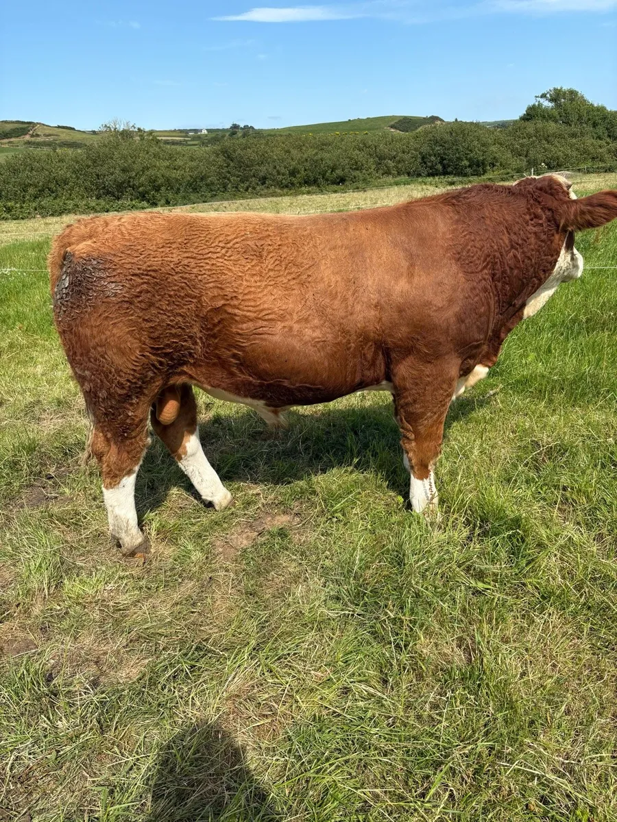 Simmental Bulls - Image 4