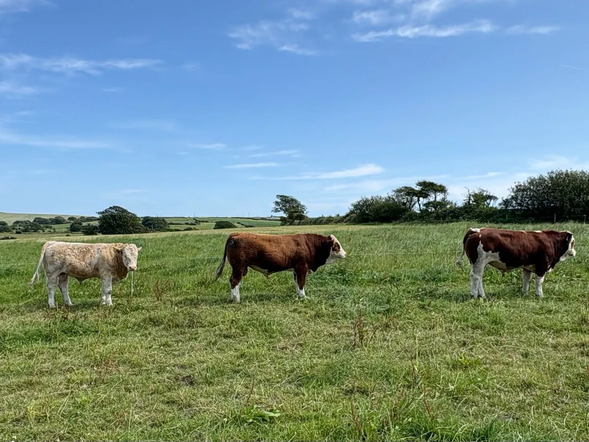 Simmental Bulls - Image 1