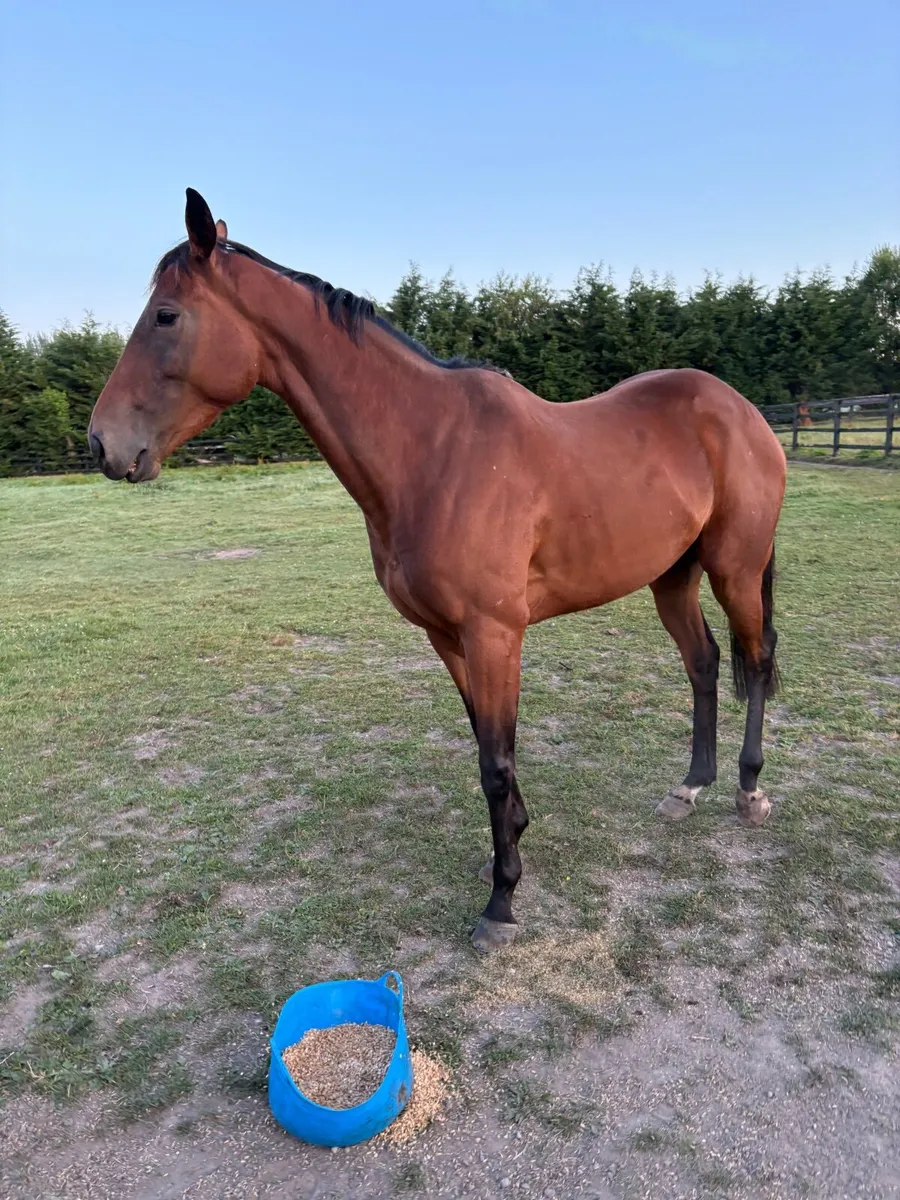 Pony racer - Image 1