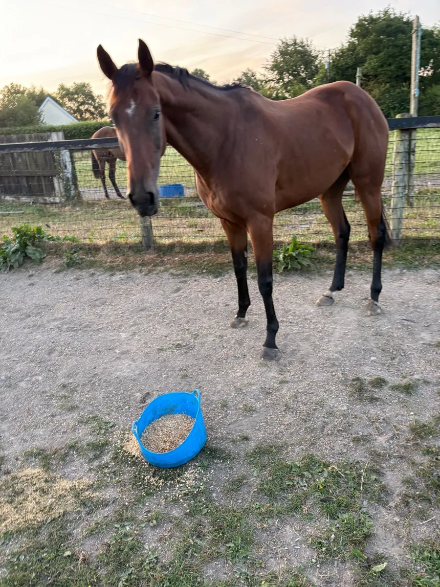 Pony racer - Image 2