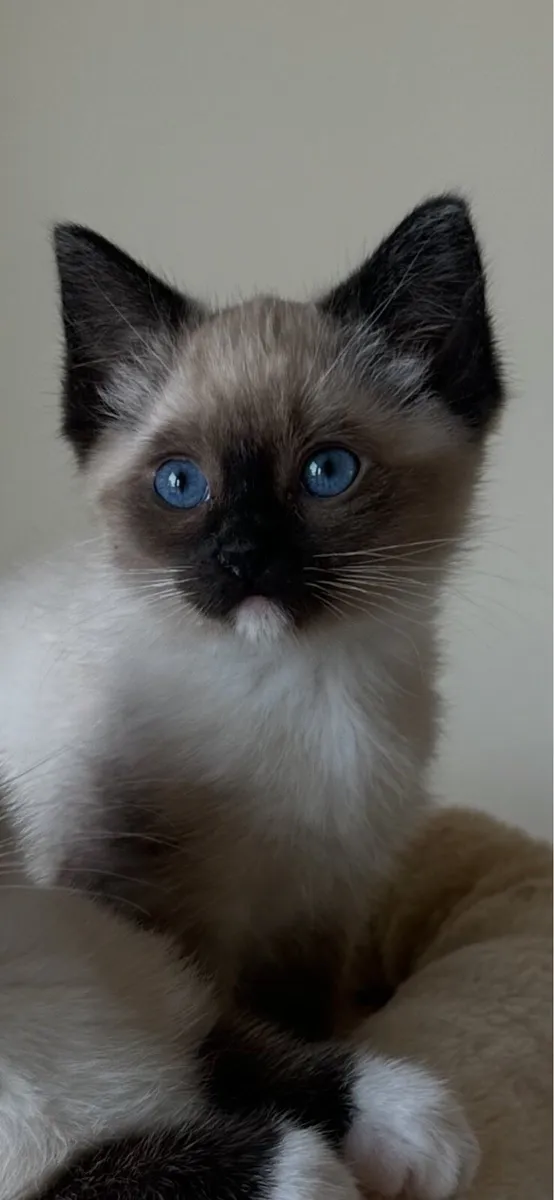 One Girl Ragdoll Kitten in Louth - Image 1
