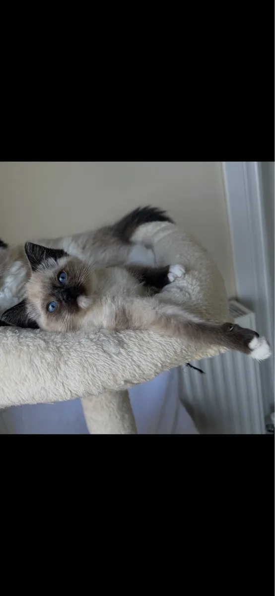 One Girl Ragdoll Kitten in Louth - Image 2