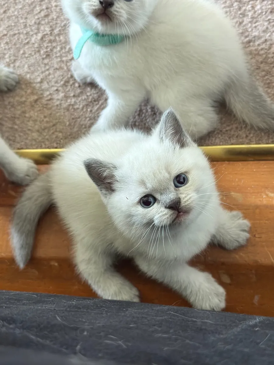 British shorthair kittens - Image 3