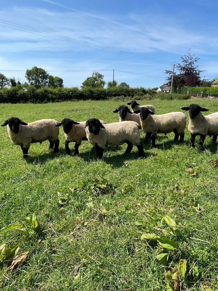 Pedigree Suffolk rams - Image 2