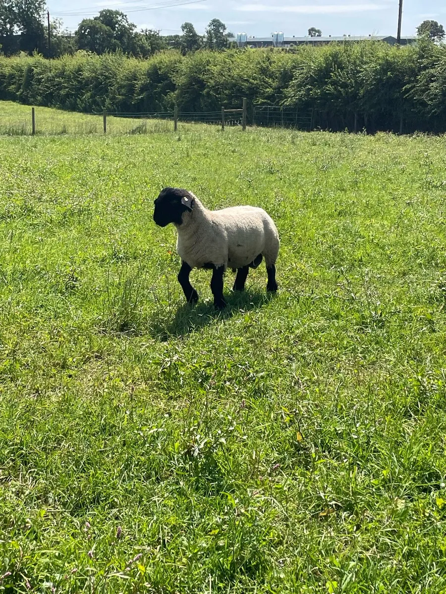 Pedigree Suffolk rams - Image 3